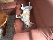 21) Duffy erobert das Sofa 2